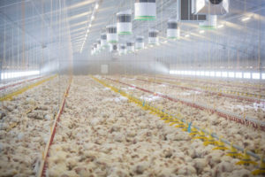 Factory farming