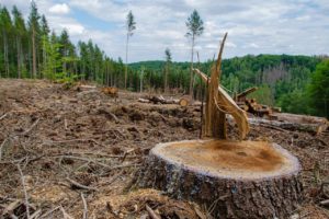 forest, tree stump, deforestation-5481035.jpg
